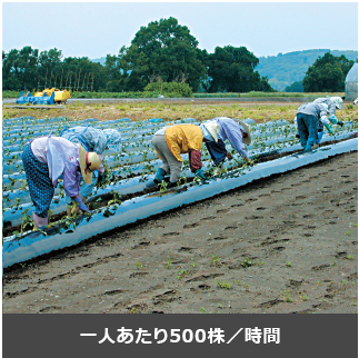 一人あたり500株/時間