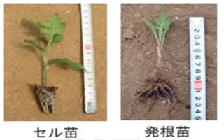 折りたたみ式苗置き台(X型)