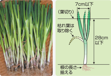 後輪トレッド無段階調整(W型)