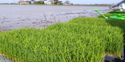 密播ってどうやるの？田植えの際のポイント