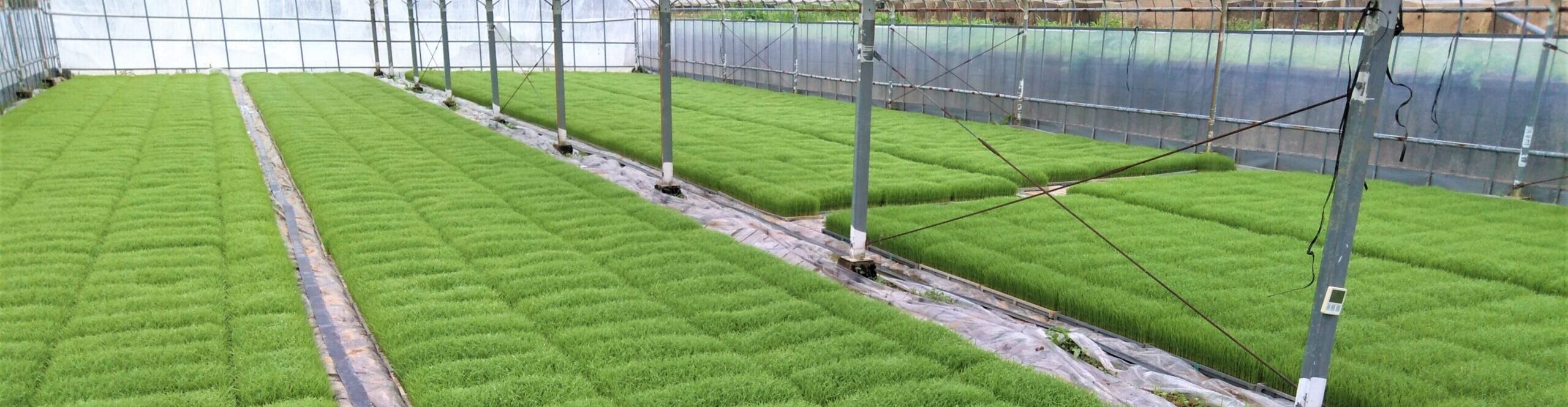 『密播疎植』で水稲の作付面積拡大に対応！