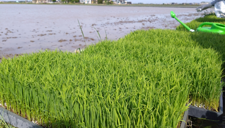 密播ってどうやるの？田植えの際のポイント