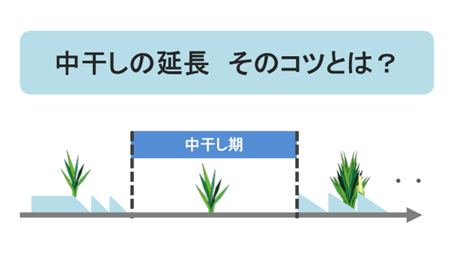 【水稲】 中干し期間を延長する際のポイント