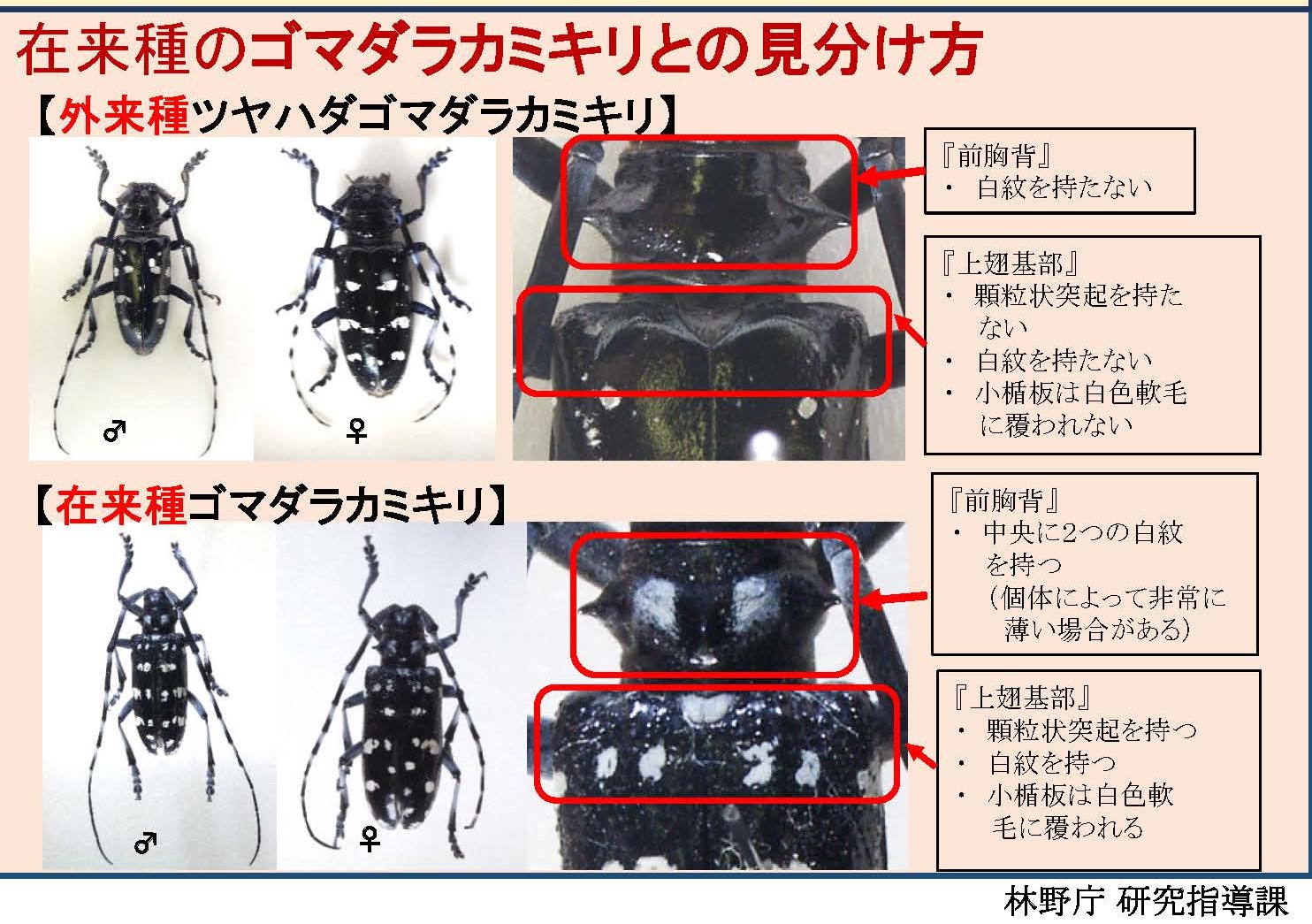 ツヤハダゴマダラカミキリに関する情報を公開しました