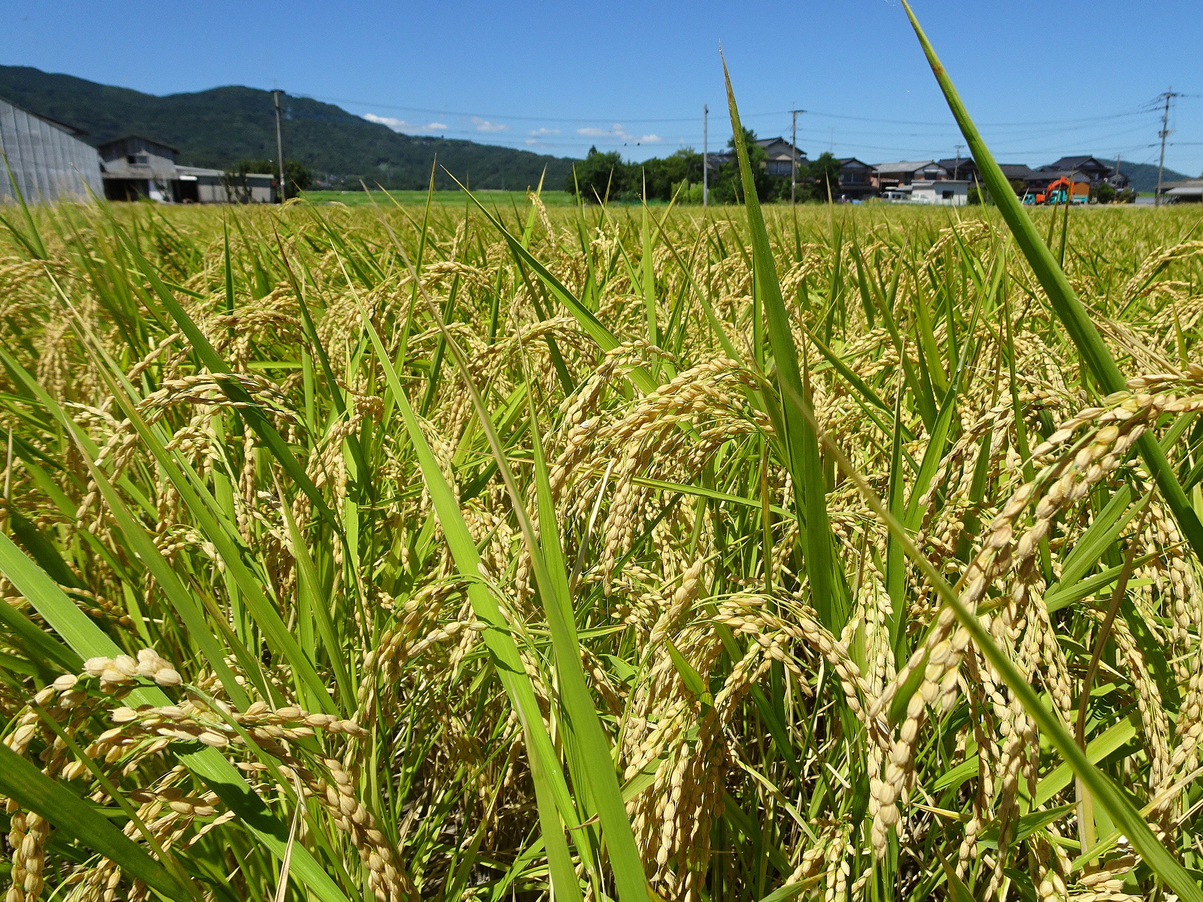 「七夕こしひかり」の収穫が始まる（佐賀県白石町）