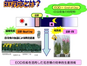 「みどりの食料システム戦略」技術カタログ紹介：日没後の加温や光照射による花きの省エネルギー生産技術のご紹介