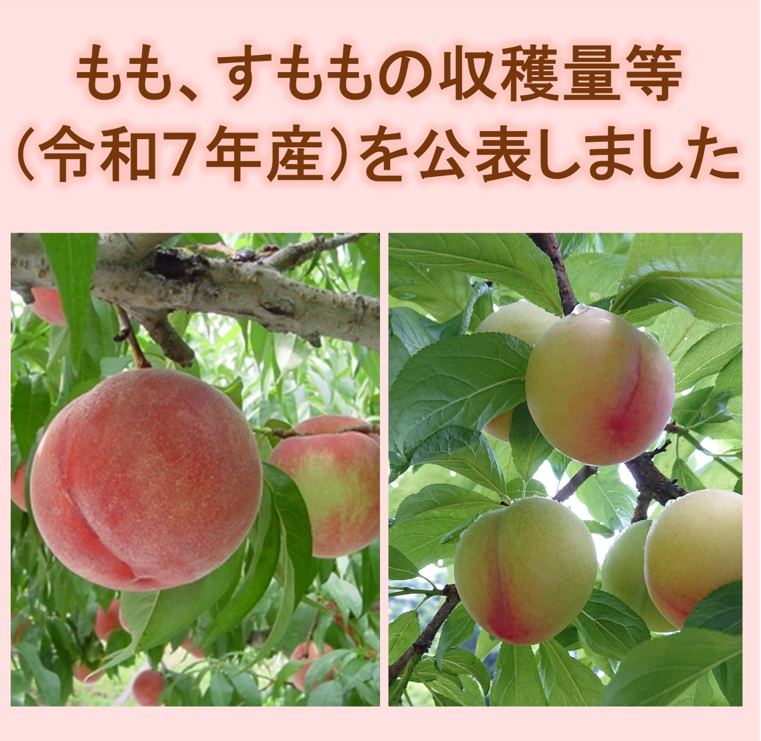 もも、すももの収穫量等(令和7年産)を公表しました