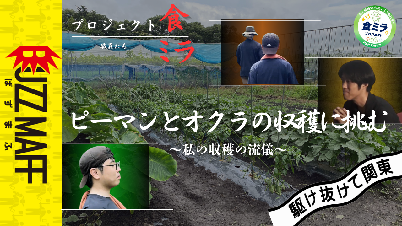 BUZZMAFF【ピーマンとオクラの収穫に挑む~私の収穫の流儀~】公開中!