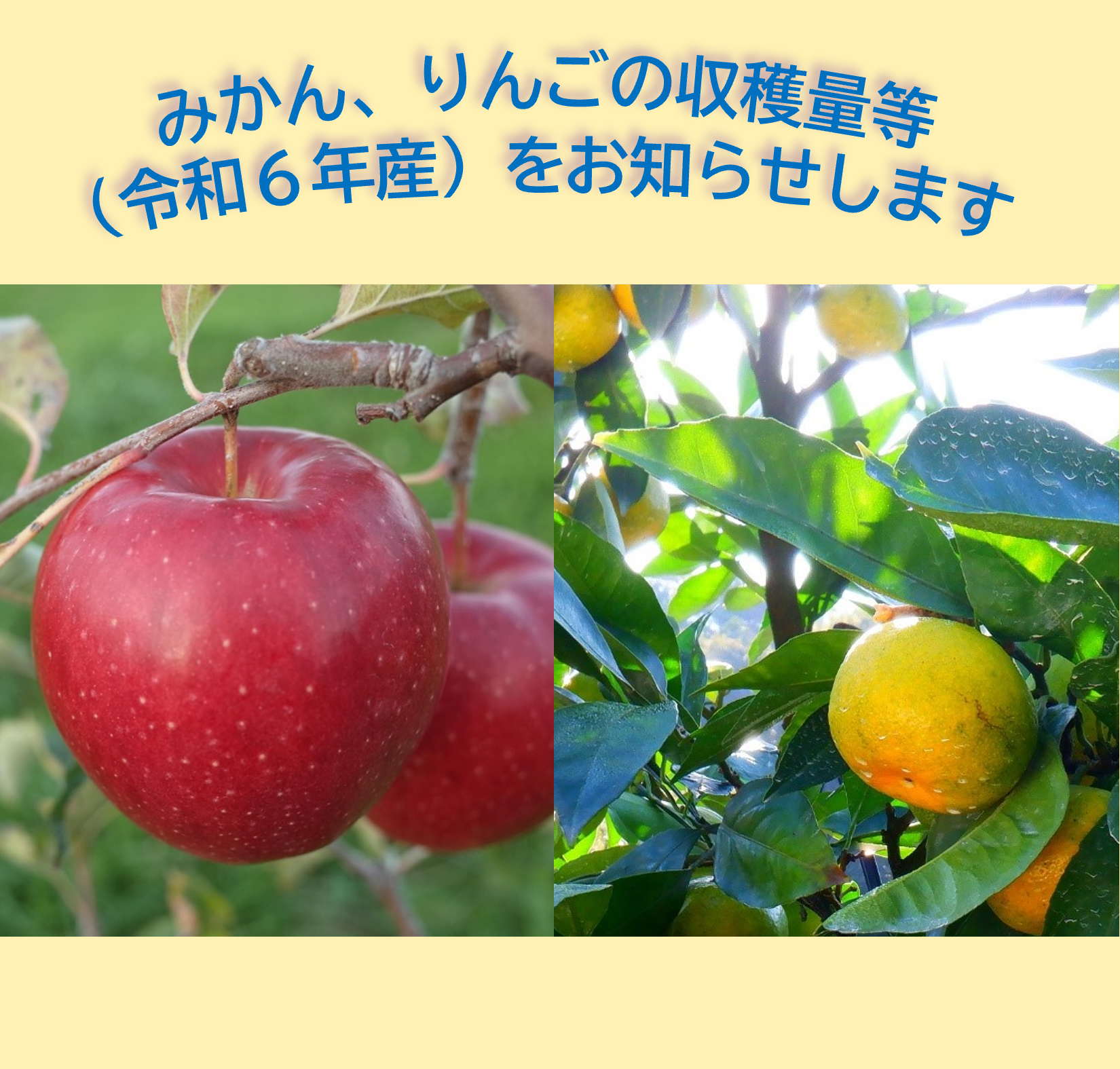 みかん、りんごの収穫量等(令和6年産)をお知らせします