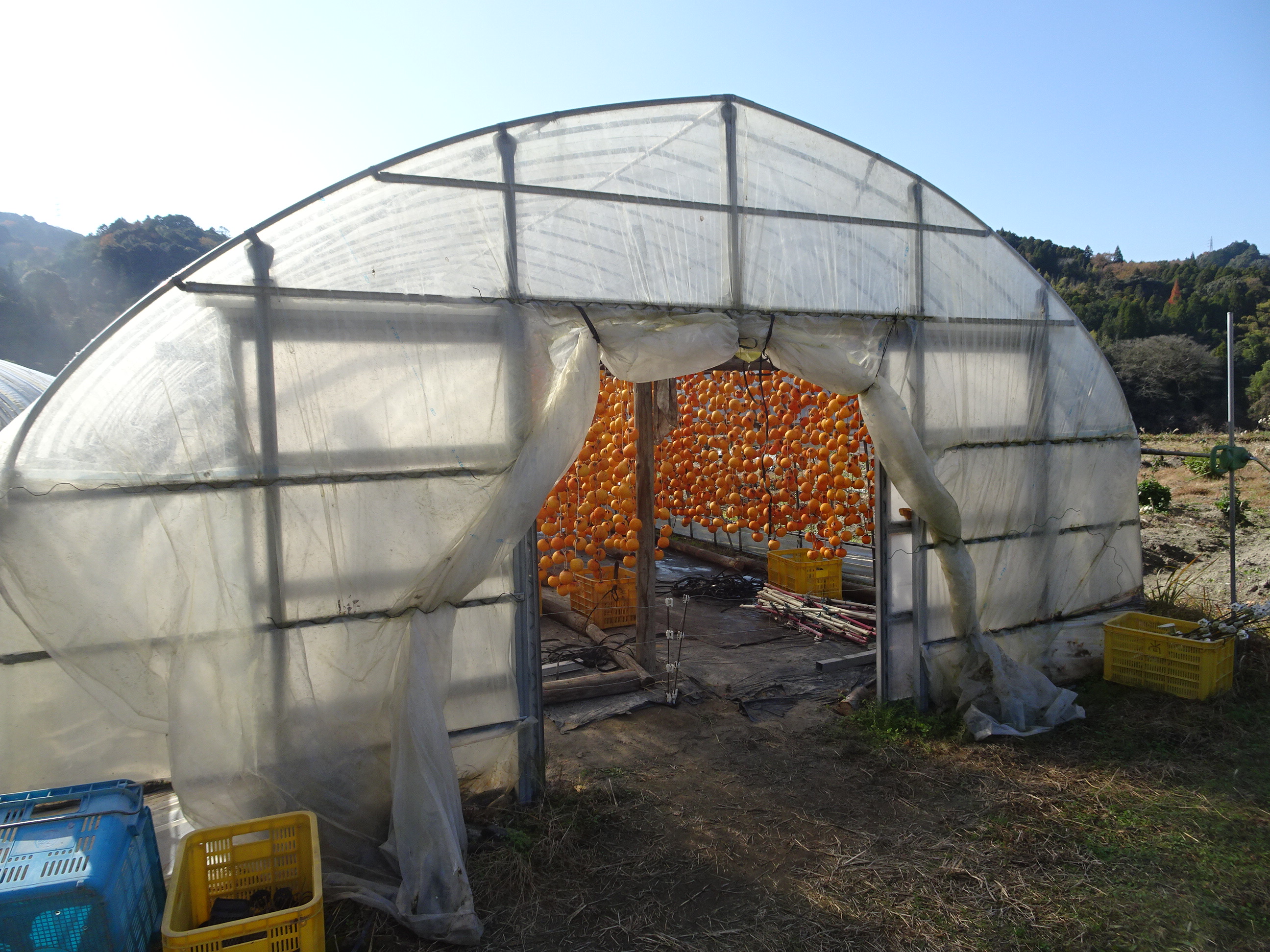 伝統の「干し柿」づくりのご紹介（佐賀市大和町）