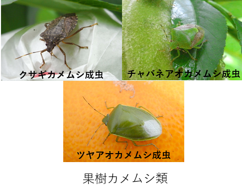 【全国】主要な病害虫の今後１か月の発生予報(果樹の果樹カメムシ類他）