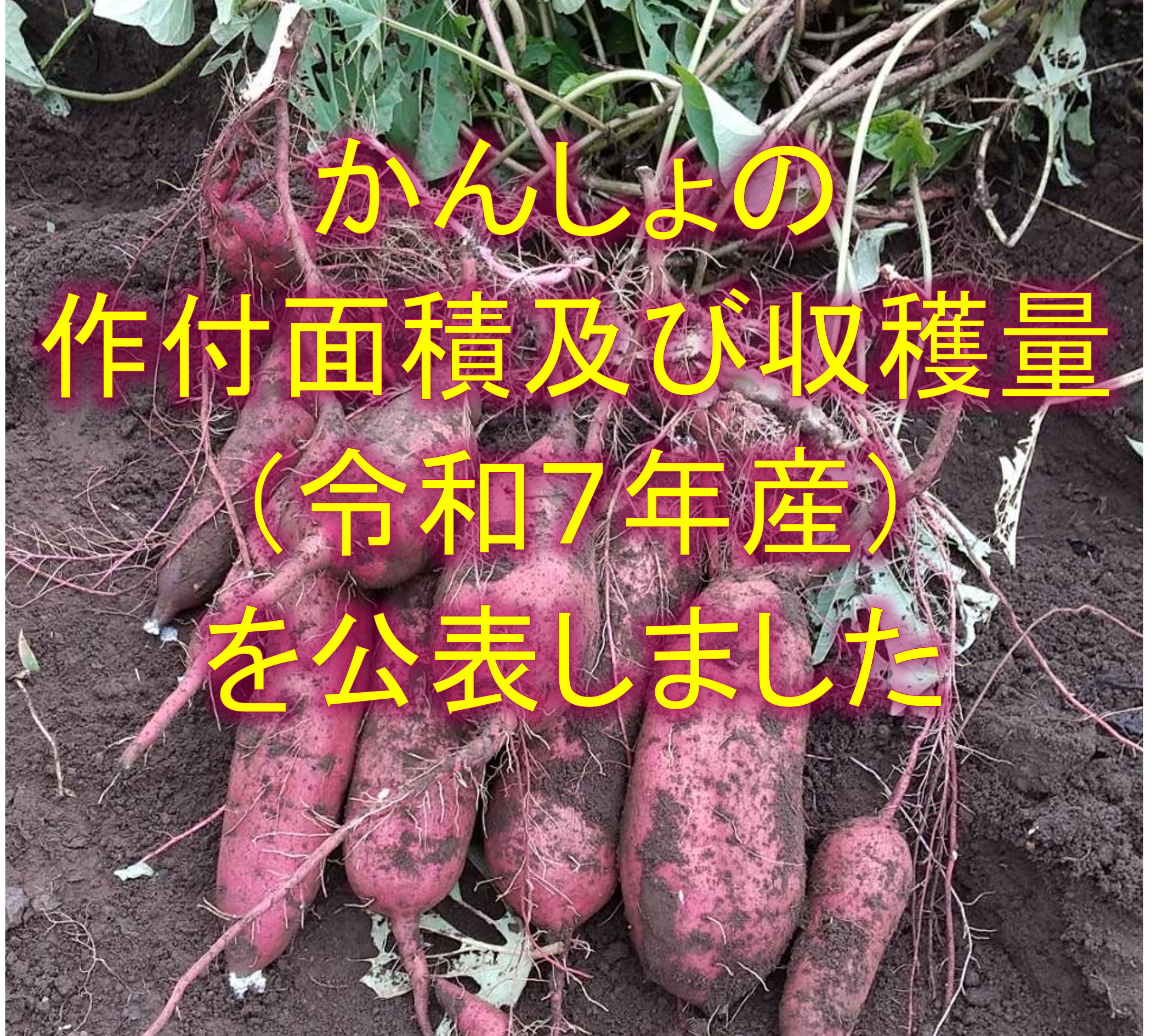 かんしょの作付面積及び収穫量(令和7年産)を公表しました