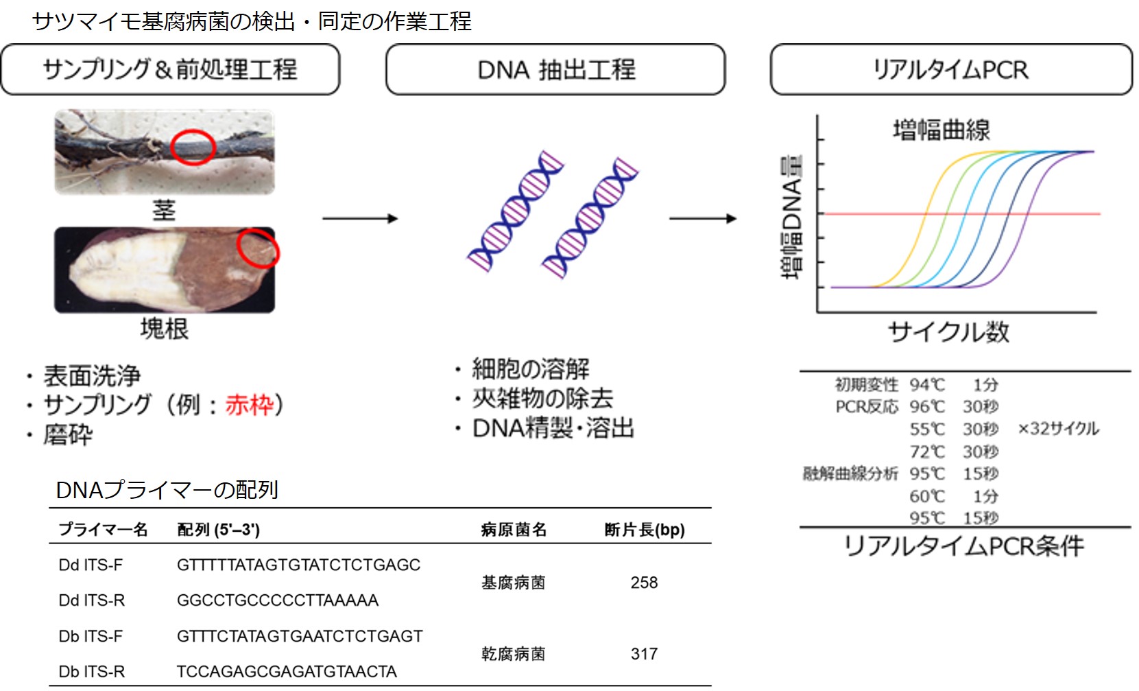 みどり戦略技術紹介：サツマイモ基腐病菌の新しい検出・同定技術