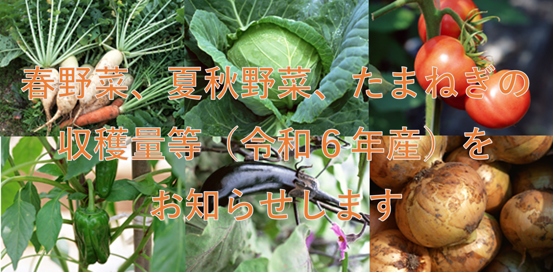 春野菜、夏秋野菜、たまねぎの収穫量等(令和6年産)をお知らせします