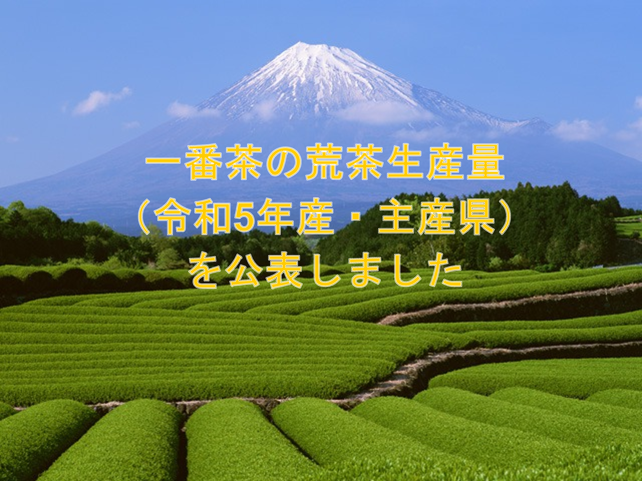 一番茶の荒茶生産量（令和5年産・主産県）を公表しました