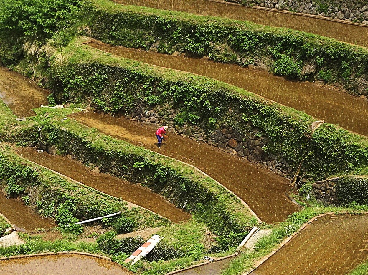 つなぐ棚田遺産「浜野浦の棚田」をご紹介（佐賀県東松浦郡玄海町）