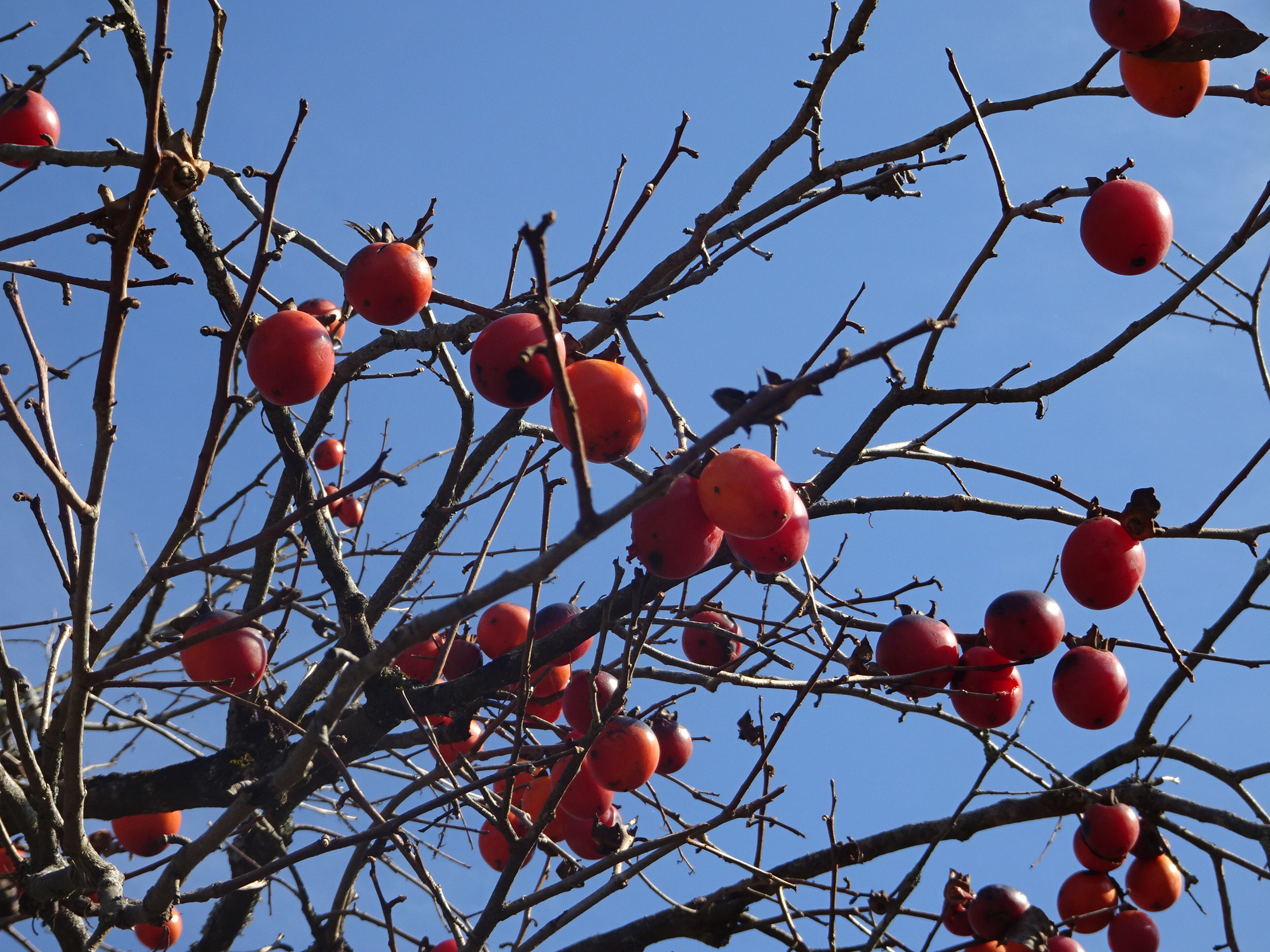 伝統の「干し柿」づくりのご紹介（佐賀市大和町）