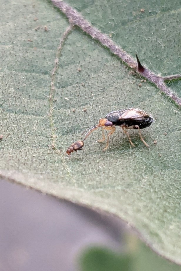 【関東農政局×若者】【新しい害虫退治開発】学生チャレンジのご紹介～学生たちの農業革命～第１段！