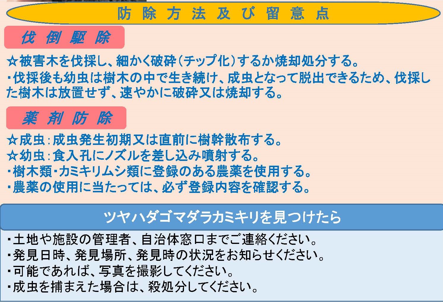 ツヤハダゴマダラカミキリに関する情報を公開しました