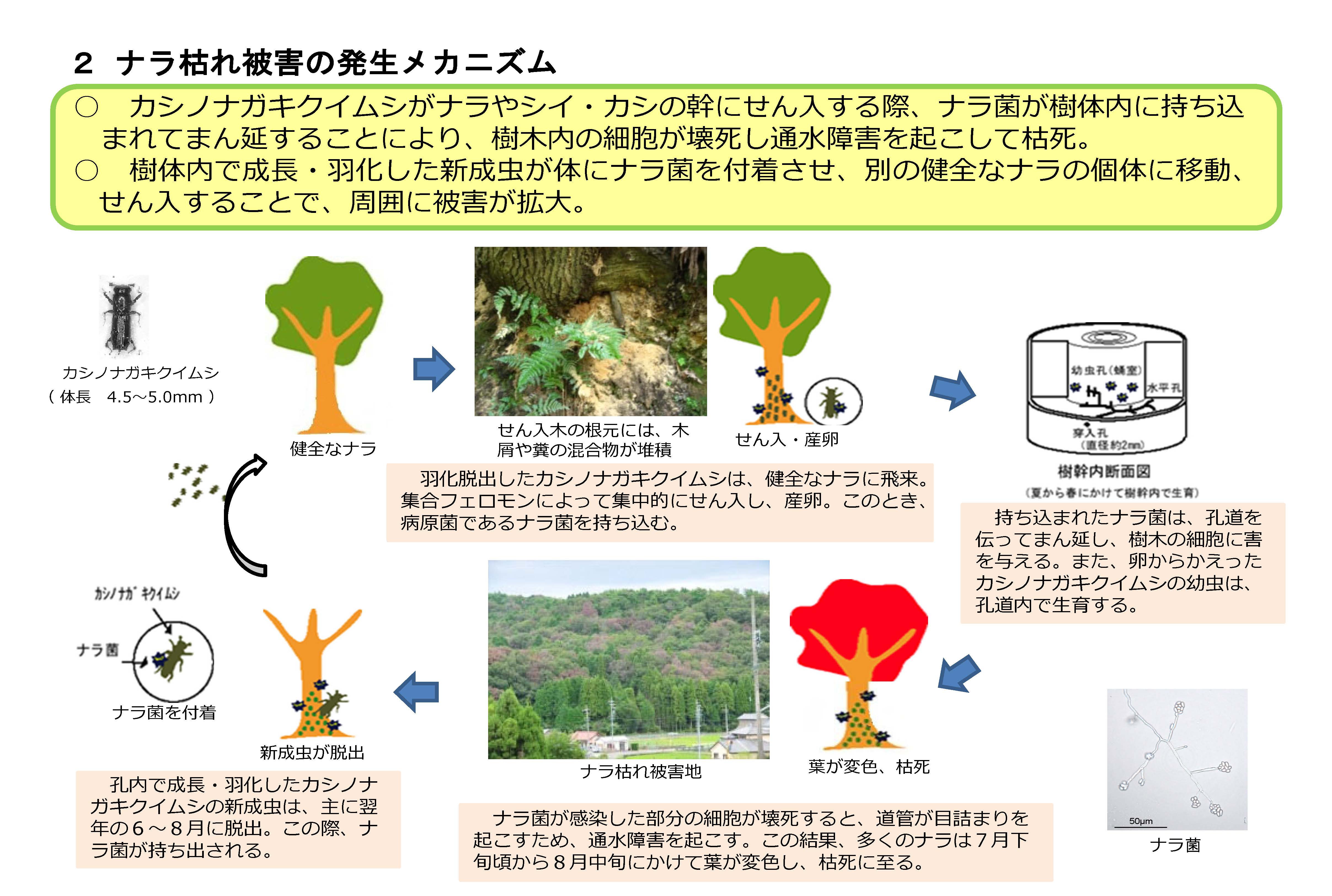 ナラ枯れ発生状況を最新データに更新しました