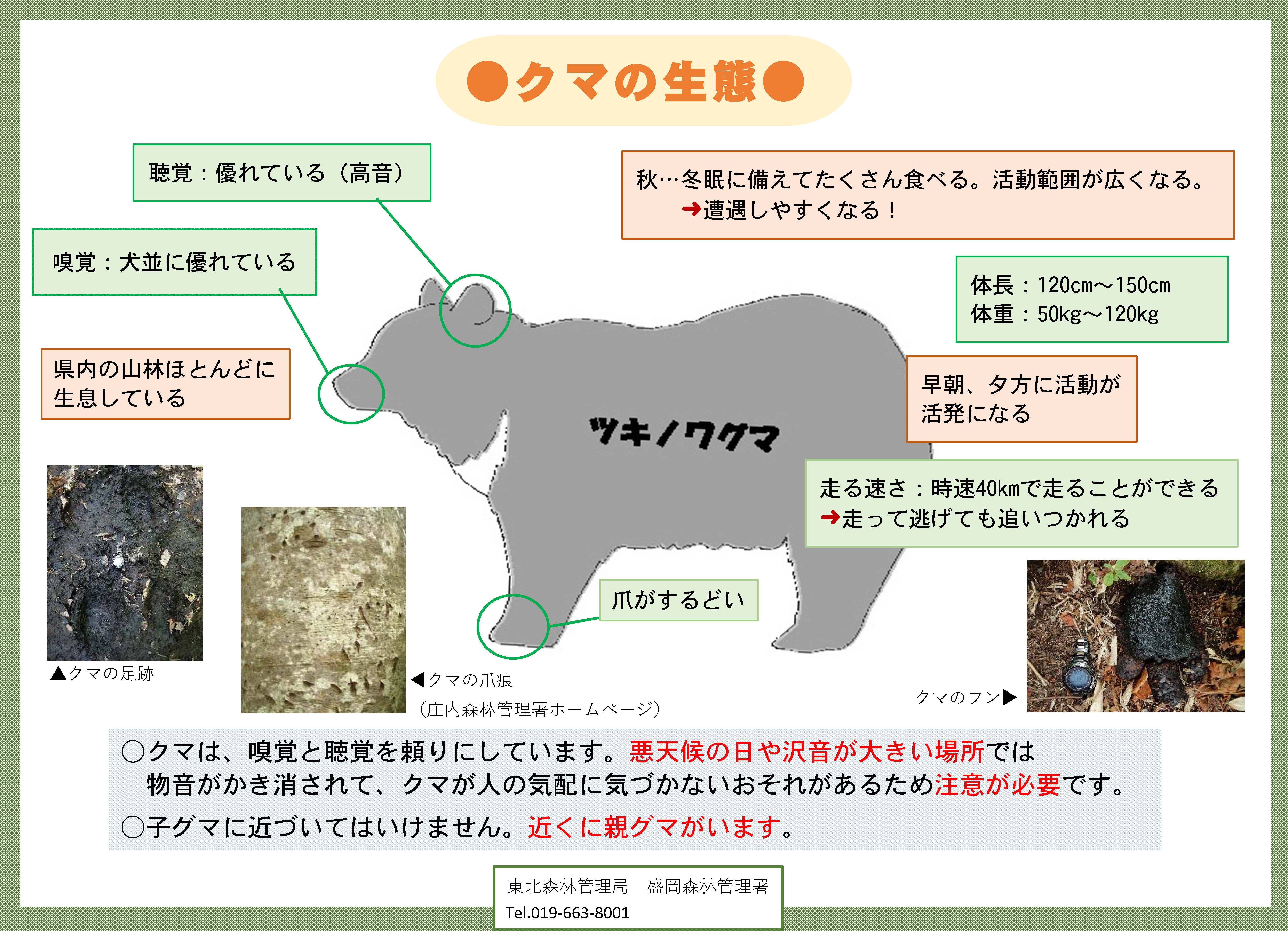 東北5県のブナの開花状況と結実予測を公表しました