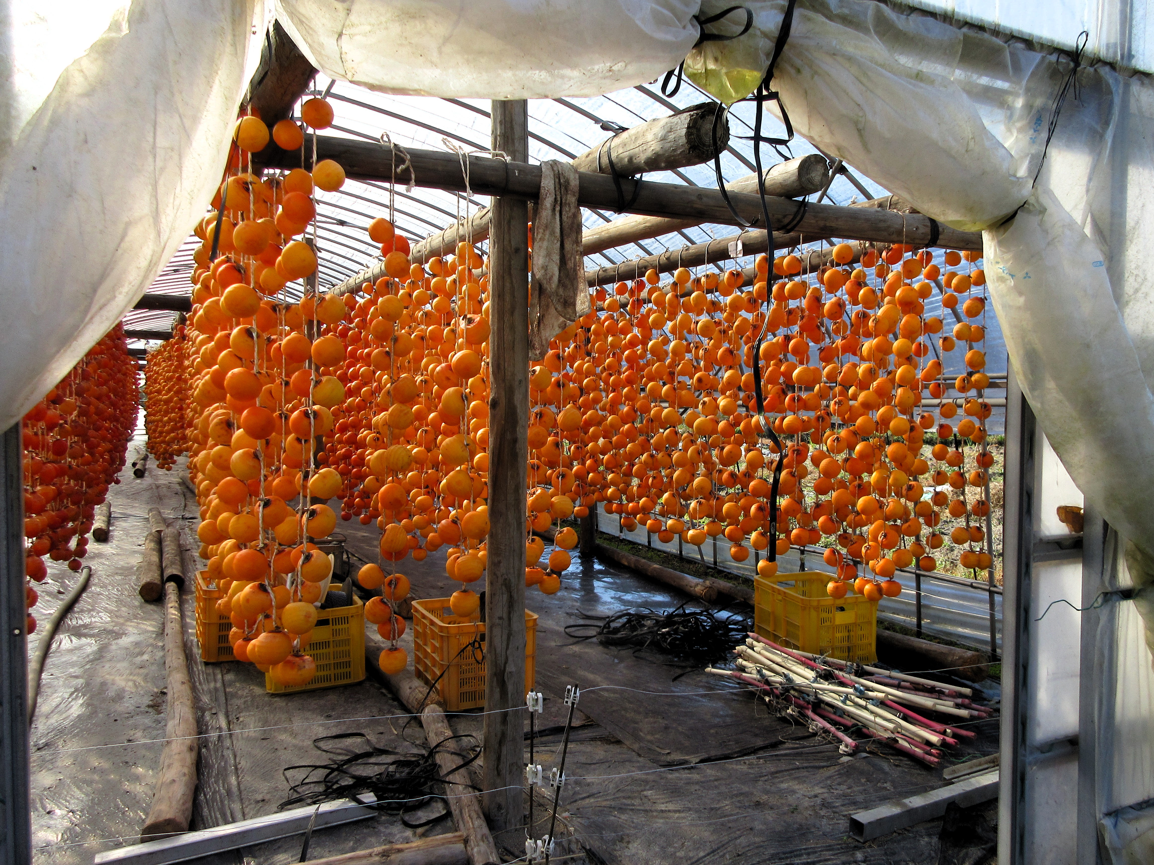 伝統の「干し柿」づくりのご紹介（佐賀市大和町）