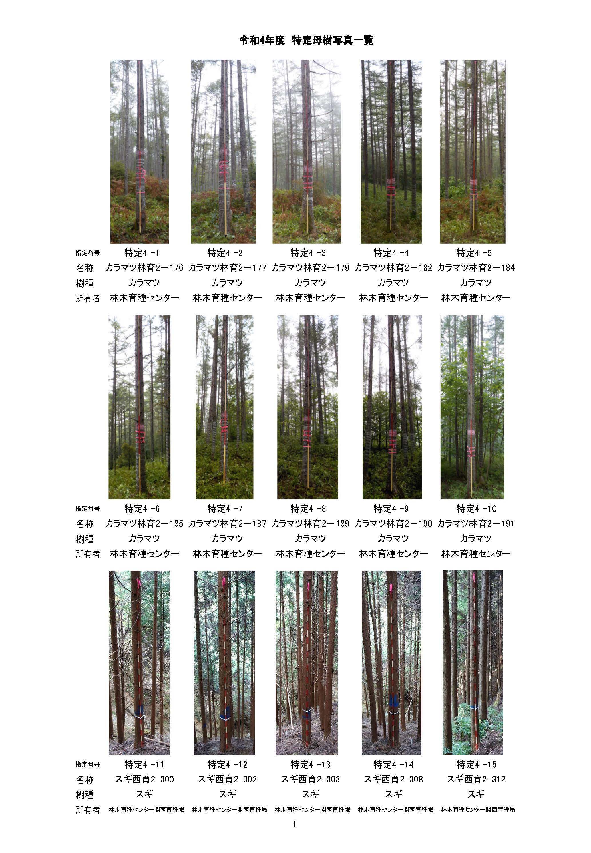 令和4年度に新たに「特定母樹」36本を指定しました