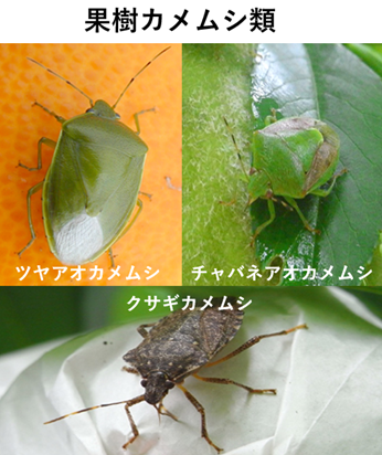 【全国】主要な病害虫の今後１か月の発生予報(水稲の斑点米カメムシ類、果樹の果樹カメムシ類他）