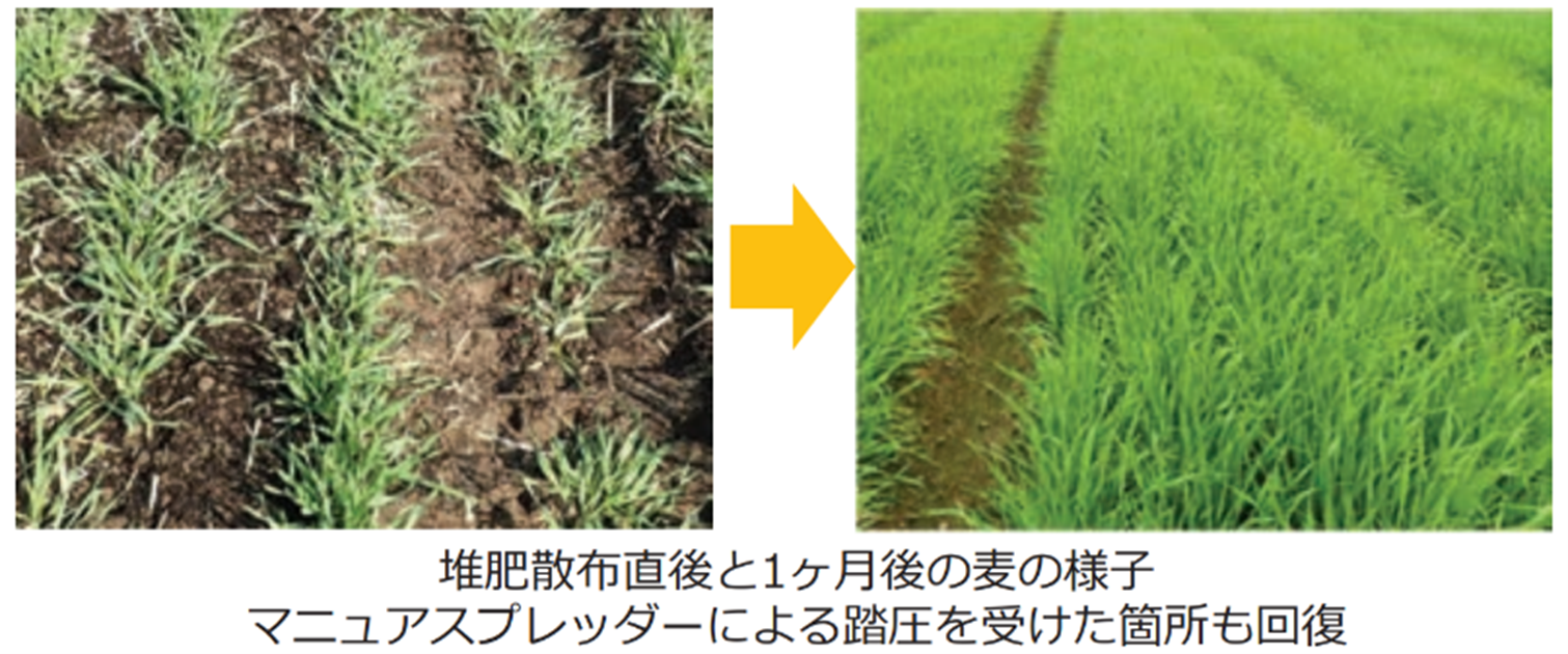 「みどりの食料システム戦略」技術カタログ紹介：麦生育期の牛ふん堆肥散布技術のご紹介