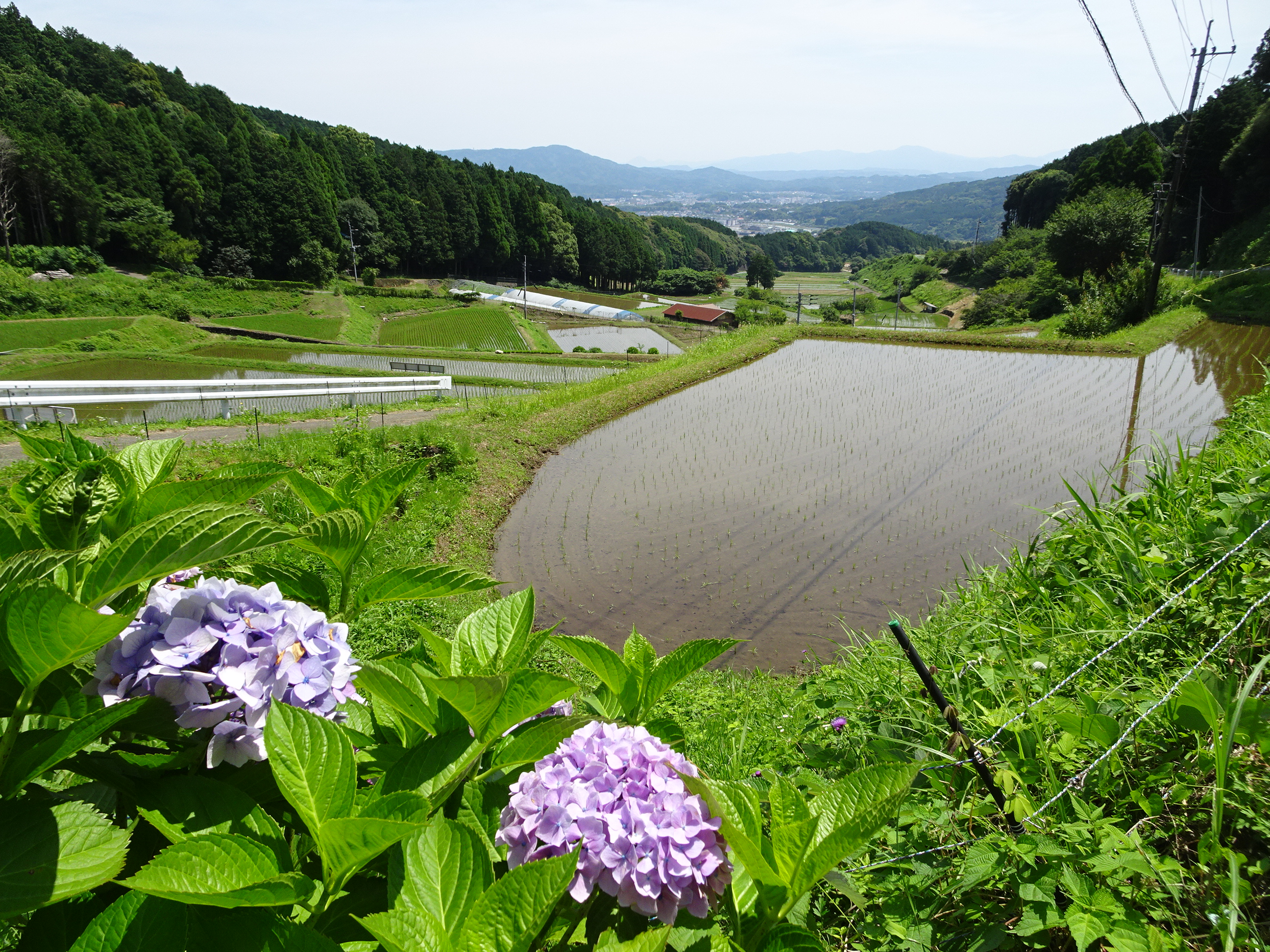 中田棚田（すみやまの棚田）
