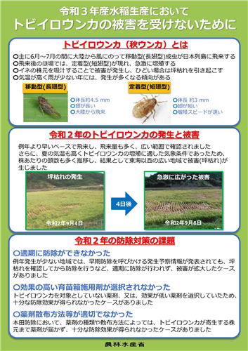 トビイロウンカ防除対策に取り組みましょう