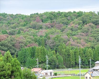 ナラ枯れ被害量(被害材積)の令和5年度の速報値を公表しました