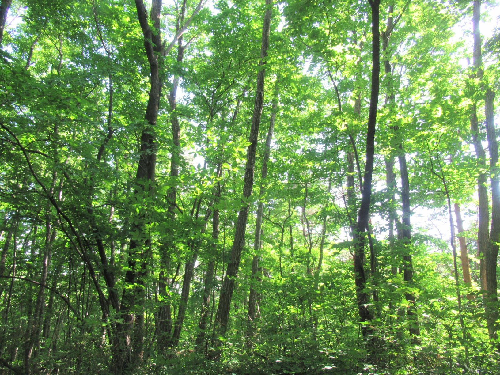 福島の森と木の親子体験オンライン教室2022 を開催します！