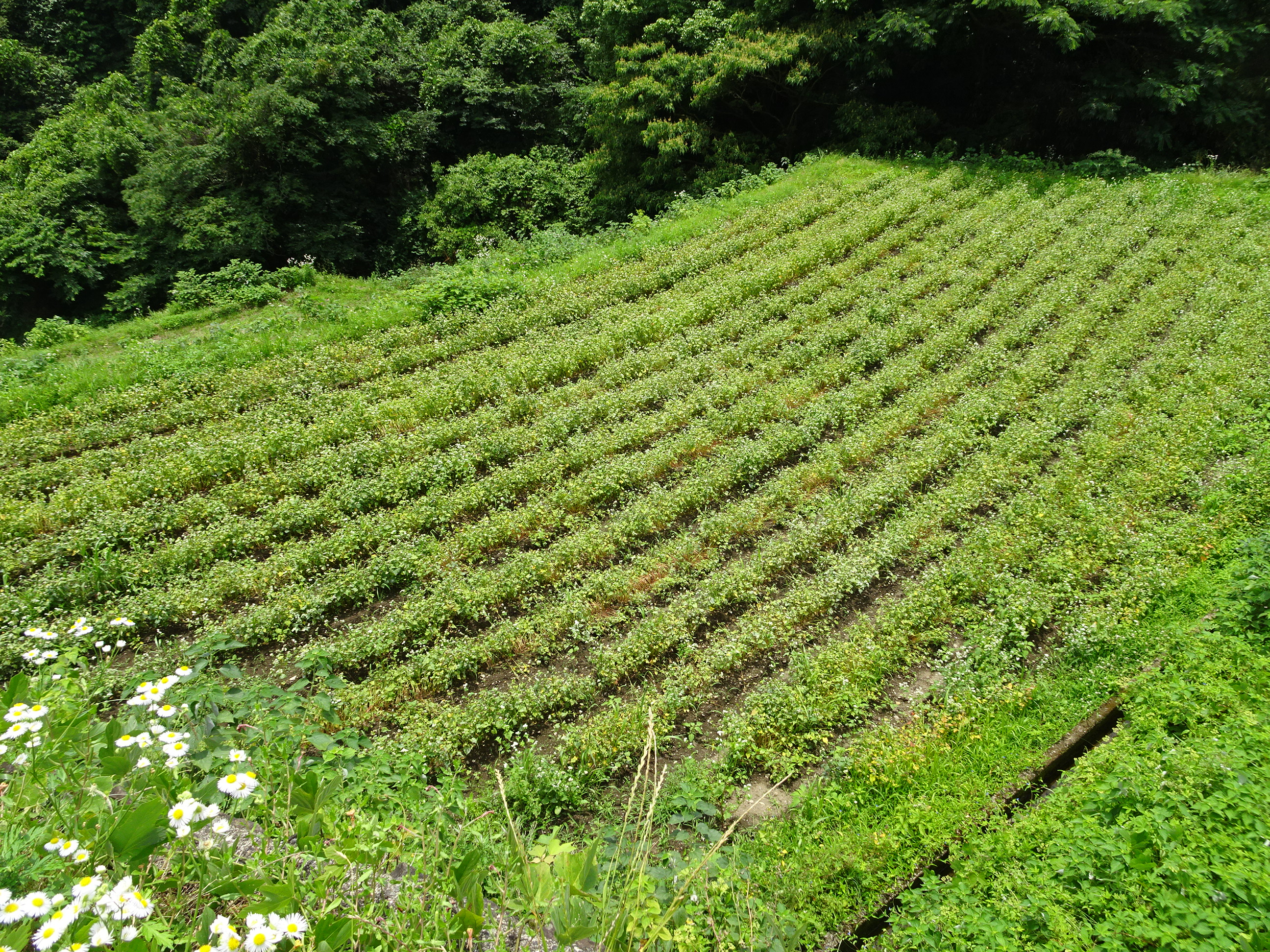 中田棚田（すみやまの棚田）