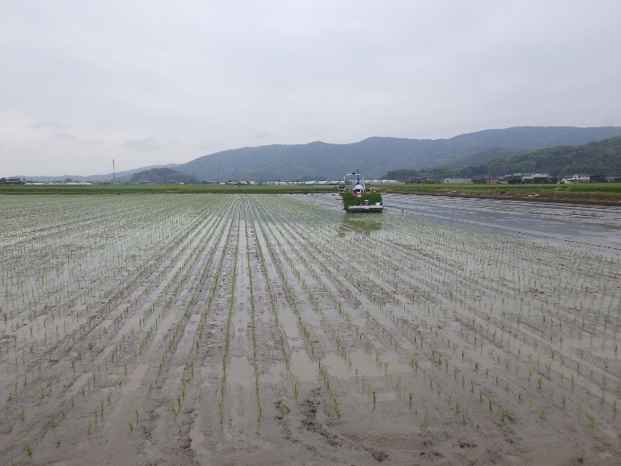 「七夕コシヒカリ」の田植え（事例紹介）