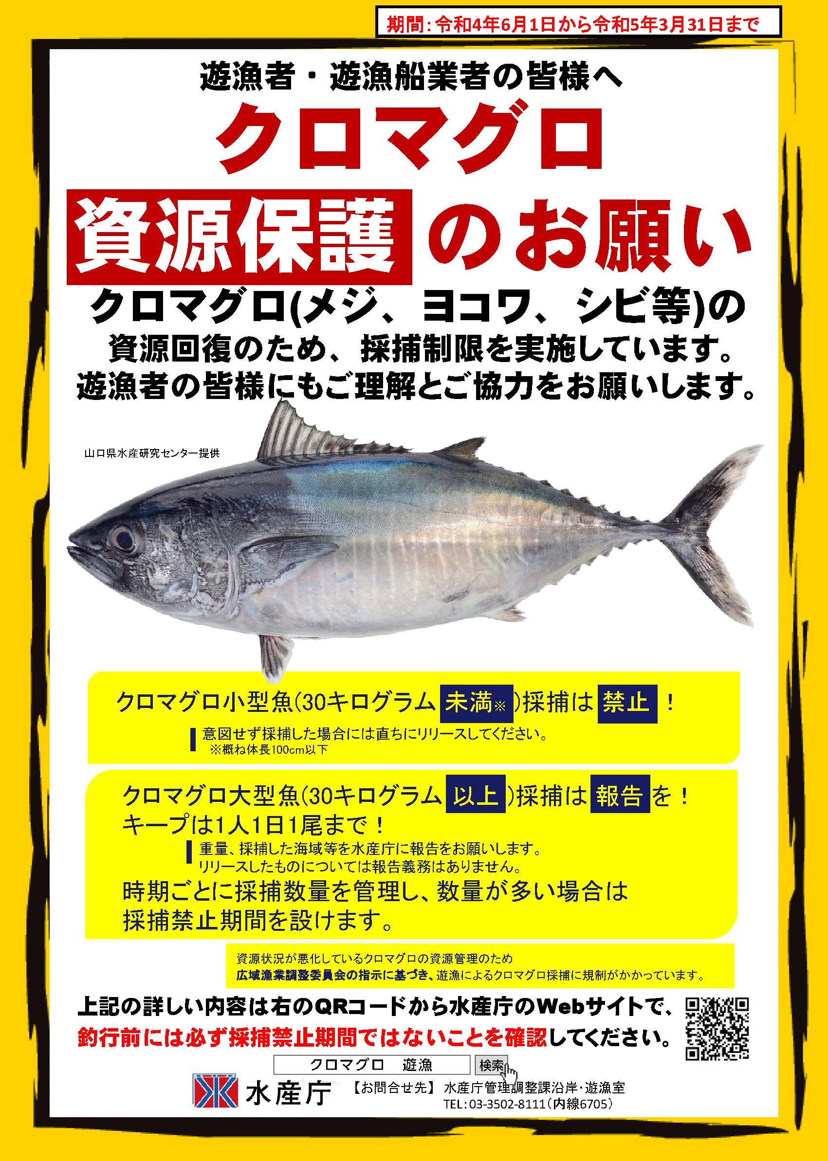 【クロマグロ遊漁】ポスターを作成しました