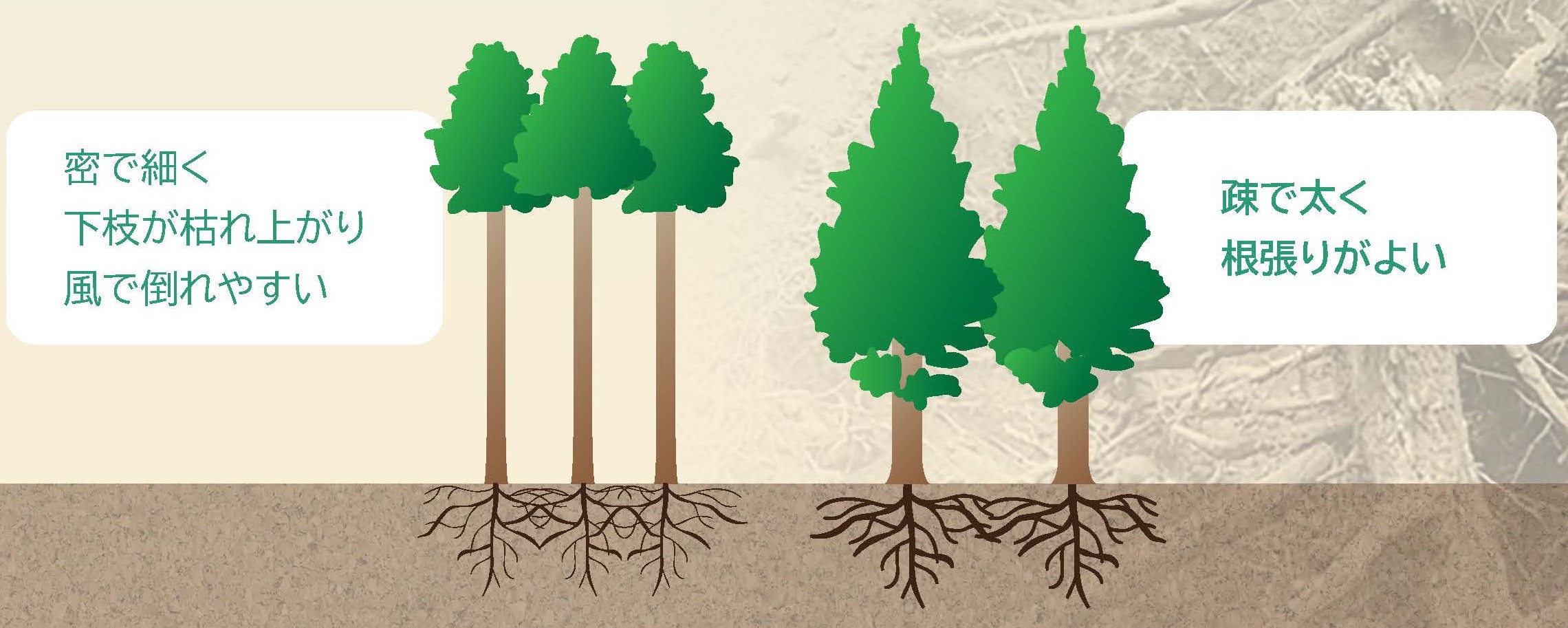 パンフレット「森林の根系が持つ表層崩壊防止機能」を公開しました