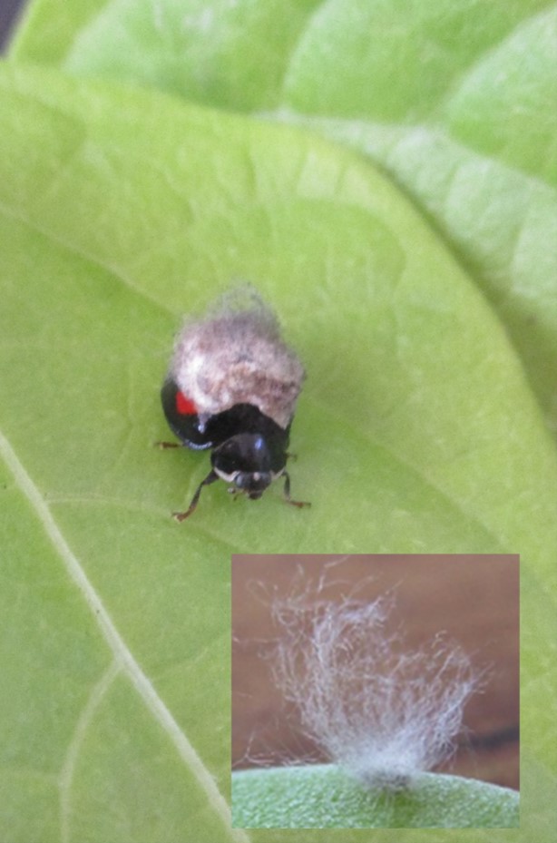 【関東農政局×若者】【新しい害虫退治開発】学生チャレンジのご紹介～学生たちの農業革命～第１段！