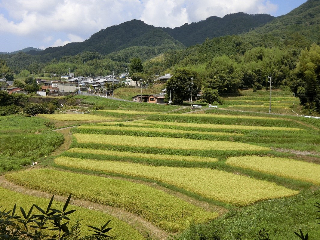 【三重県】スマホで簡単！「三重の棚田を巡ろう家たびスタンプラリー」開催中