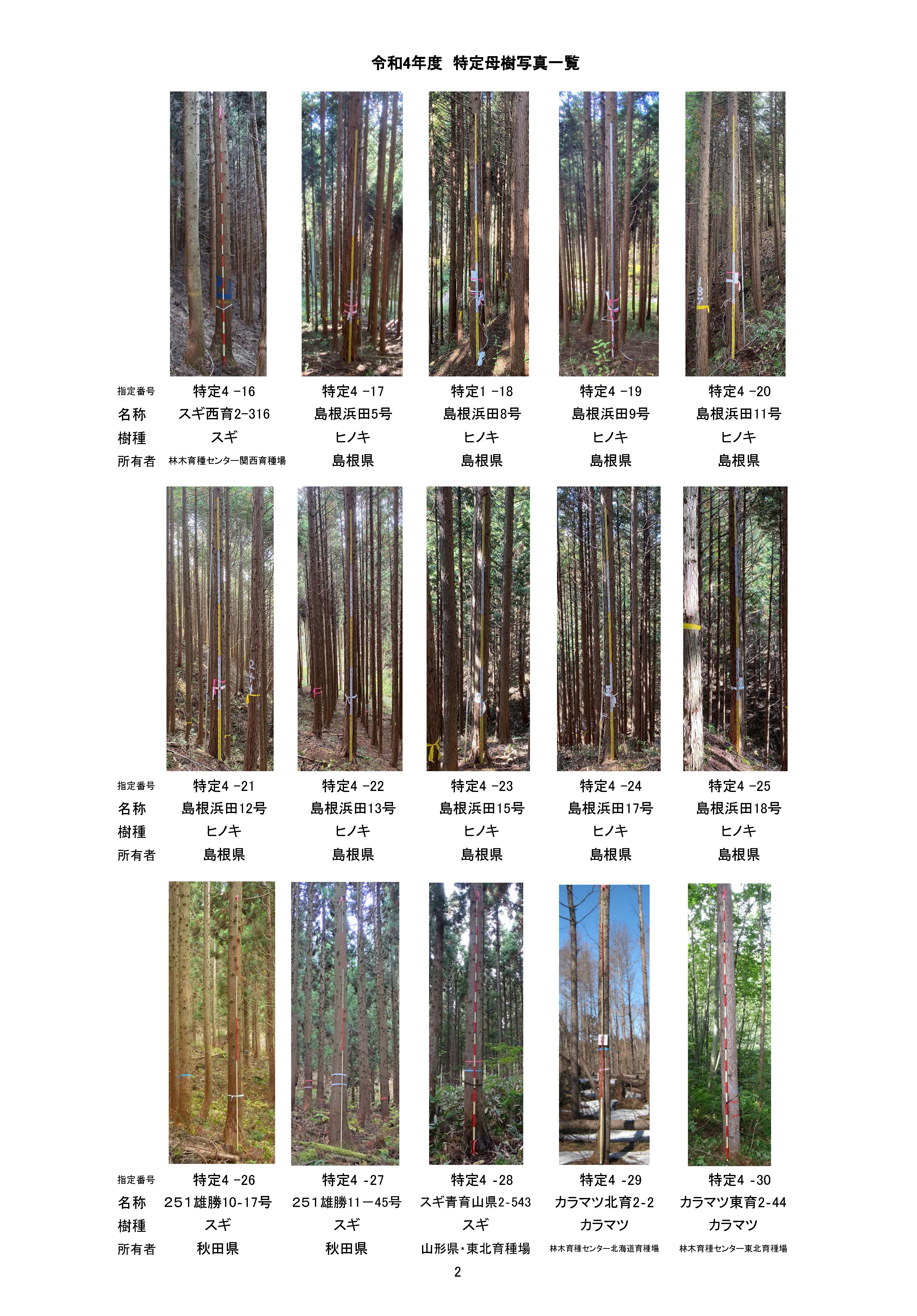 令和4年度に新たに「特定母樹」36本を指定しました