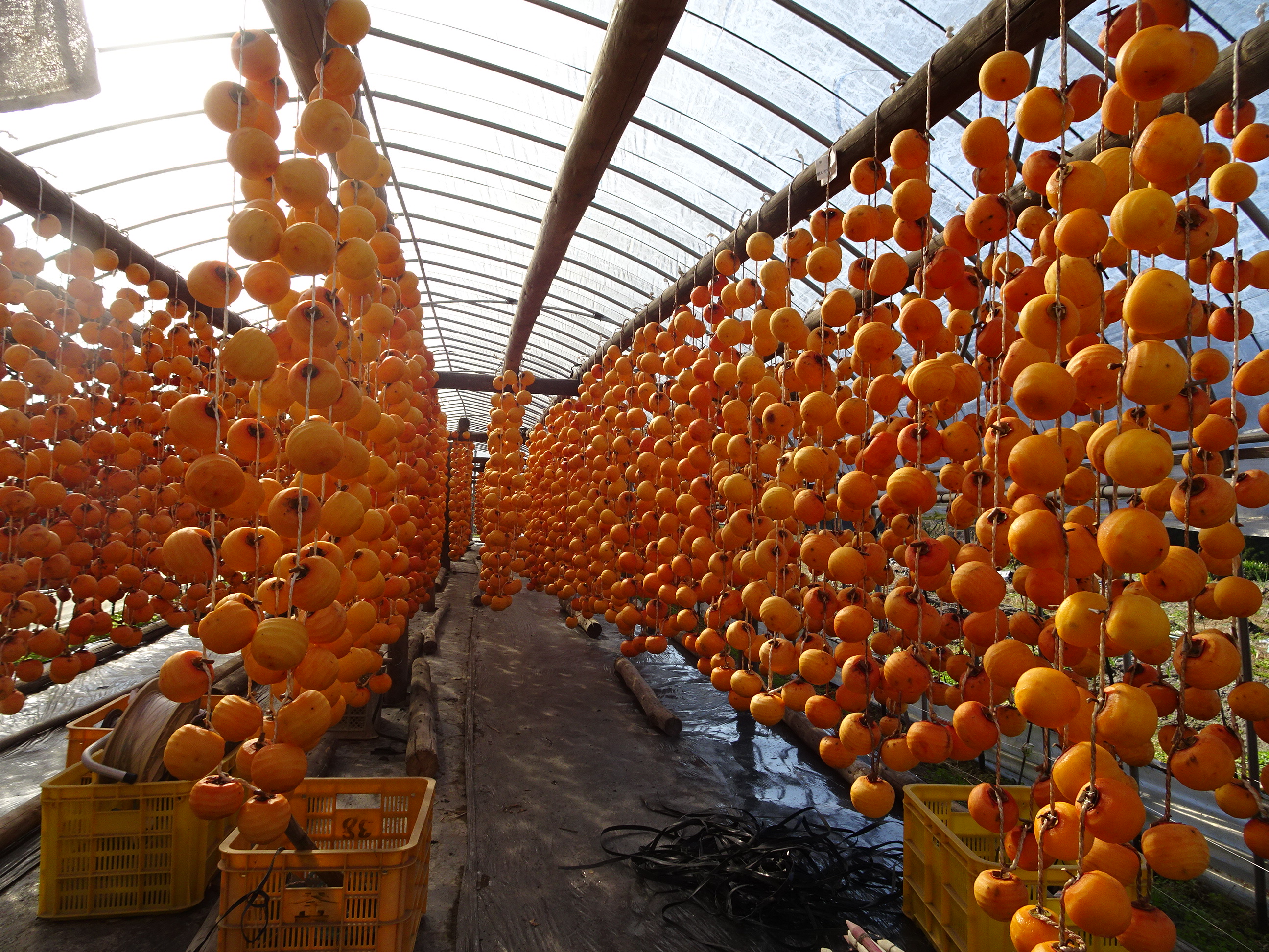 伝統の「干し柿」づくりのご紹介（佐賀市大和町）