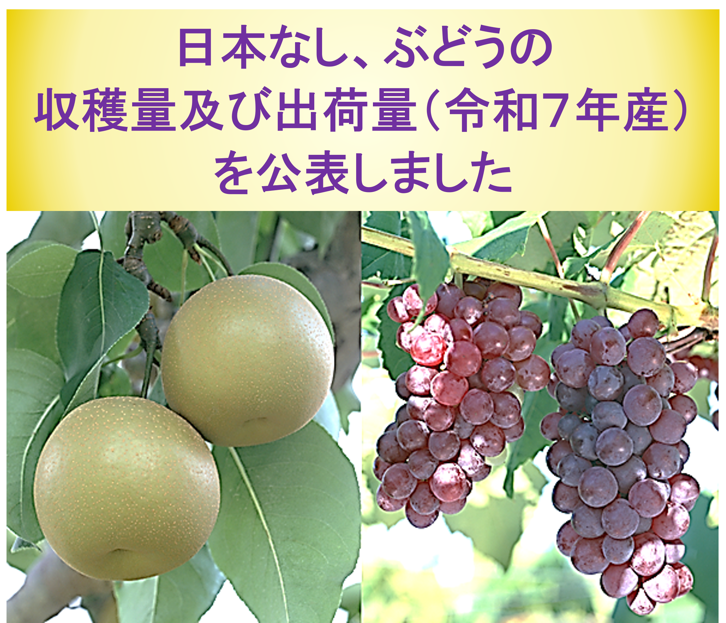 日本なし、ぶどうの収穫量及び出荷量（令和7年産）を公表しました