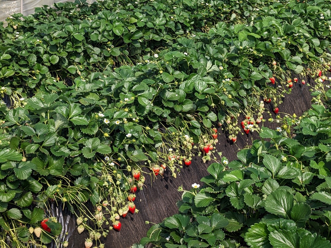 農業DXの事例紹介⑫「いつものイチゴ」をつくるための温度管理、ITセンサー活用（栃木県・とちおとめ）