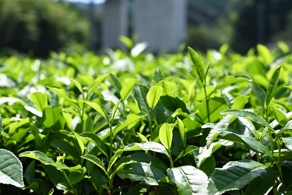 茶経営者の皆様へ　自然災害のリスクへの準備は出来ていますか?