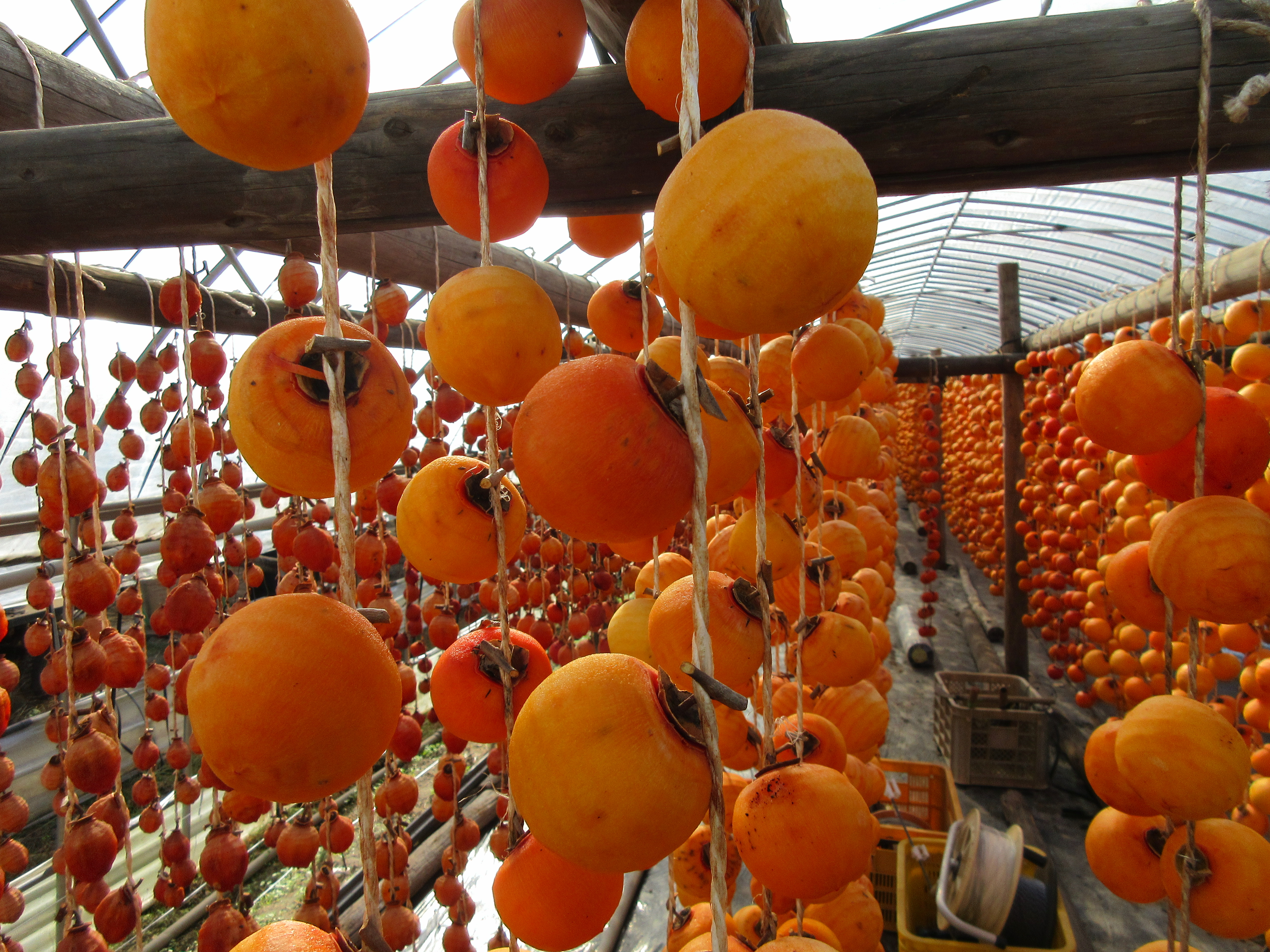 伝統の「干し柿」づくりのご紹介（佐賀市大和町）