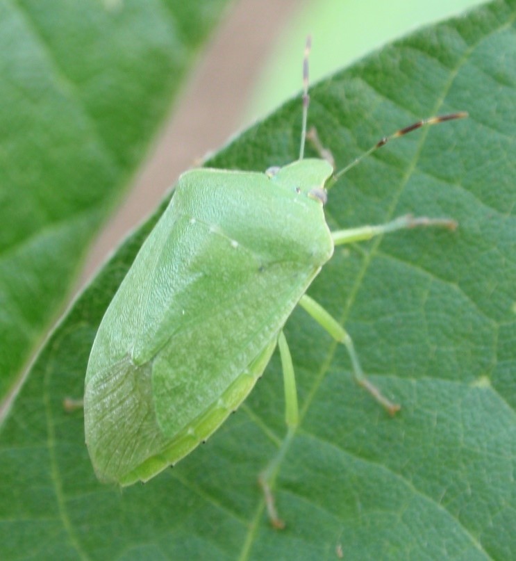 【全国】主要な病害虫の今後の発生予報(斑点米カメムシ類等)