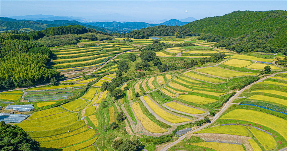 【熊本県】実りの棚田風景画像をご紹介します！