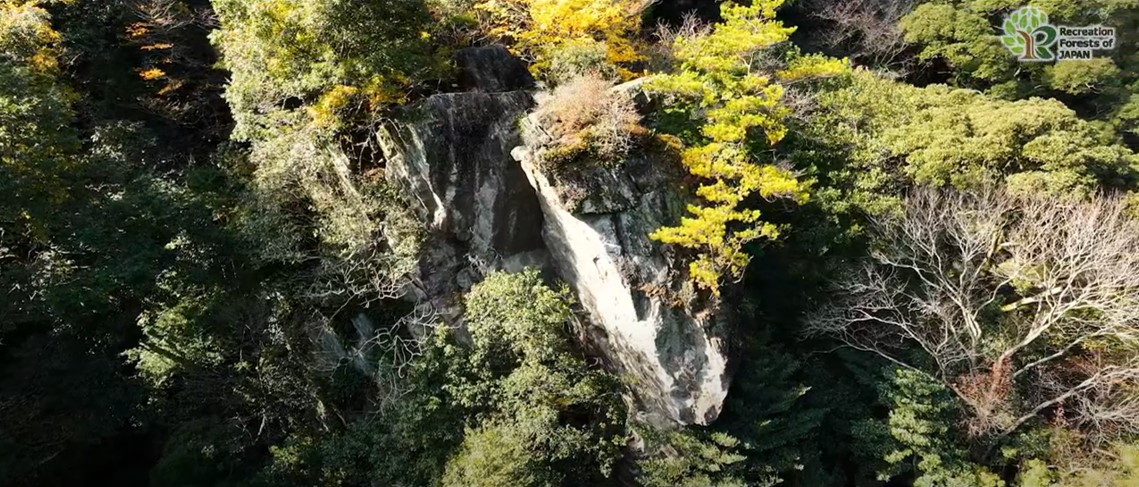 「日本美しの森 お薦め国有林」の魅力あふれる映像を追加しました