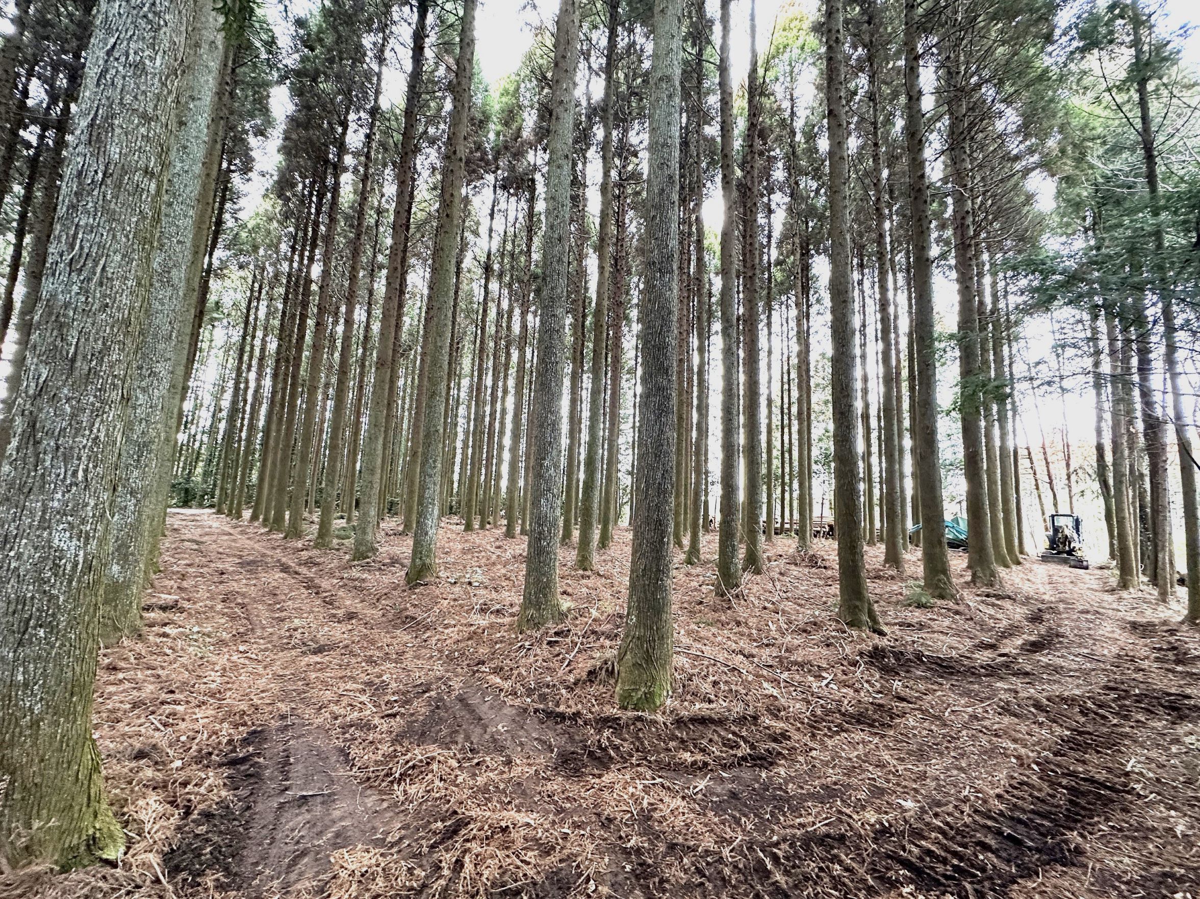 森林環境譲与税を活用した自治体の取組の紹介 Vol.2 千葉県浦安市,山武市