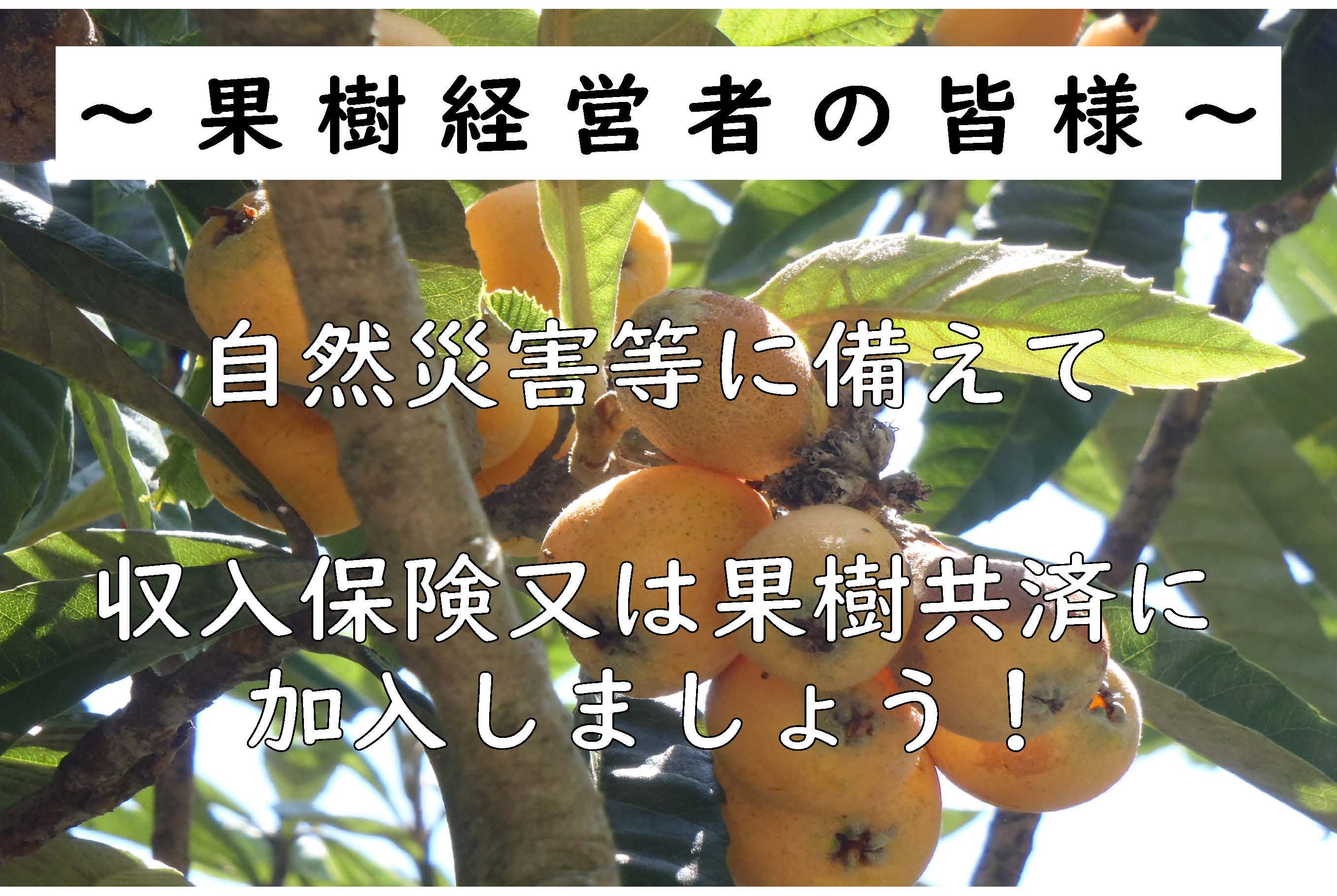 びわを栽培している皆様　自然災害等に備えて農業保険に加入しましょう！